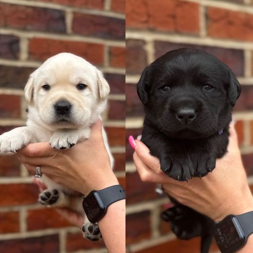 š¤šBeautiful Baby Bearsšš¤ KC & Health tested for sale in Doncaster, South Yorkshire