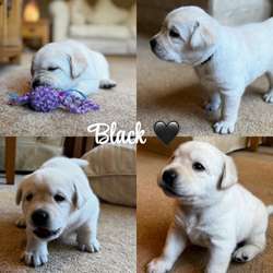 🖤💛Beautiful Baby Bears💛🖤 KC & Health tested for sale in Doncaster, South Yorkshire | Image 2