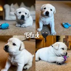 🖤💛Beautiful Baby Bears💛🖤 KC & Health tested for sale in Doncaster, South Yorkshire | Image 3
