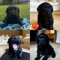 🖤💛Beautiful Baby Bears💛🖤 KC & Health tested for sale in Doncaster, South Yorkshire | Image 4