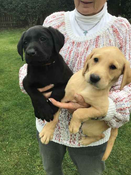 BEAUTIFUL BLACK and YELLOW LABRADOR PUPS for sale in Thirsk, North Yorkshire