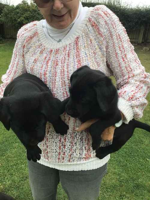 BEAUTIFUL BLACK LABRADOR PUPS for sale in Thirsk, North Yorkshire