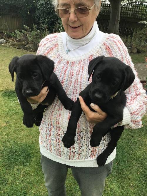 BEAUTIFUL BLACK LABRADOR PUPS for sale in Thirsk, North Yorkshire - Image 2