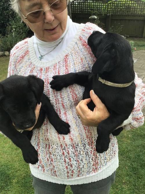 BEAUTIFUL BLACK LABRADOR PUPS for sale in Thirsk, North Yorkshire - Image 3