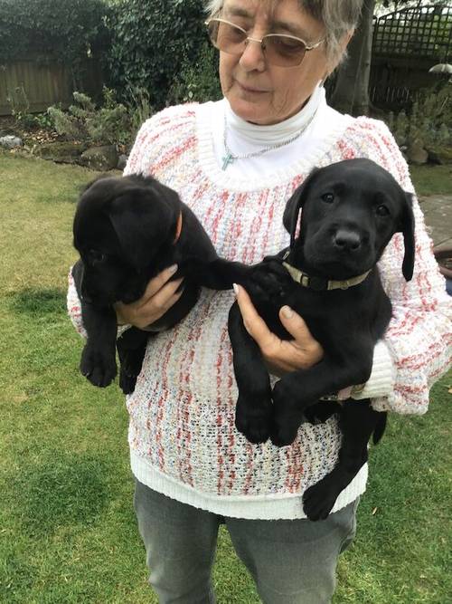 BEAUTIFUL BLACK LABRADOR PUPS for sale in Thirsk, North Yorkshire - Image 4