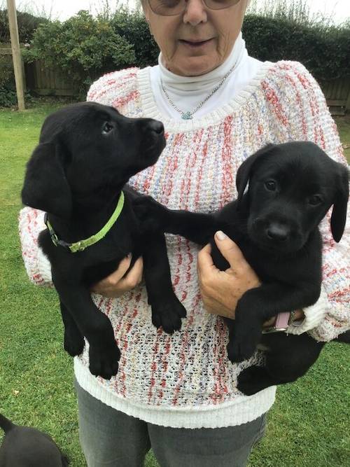 BEAUTIFUL BLACK LABRADOR PUPS for sale in Thirsk, North Yorkshire - Image 5