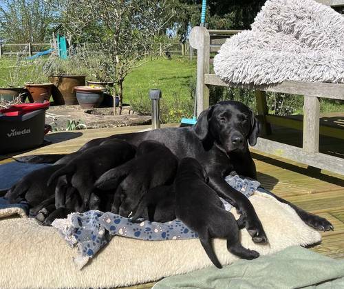 Cracking working/family Labrador pups for sale in Stowmarket, Suffolk - Image 3