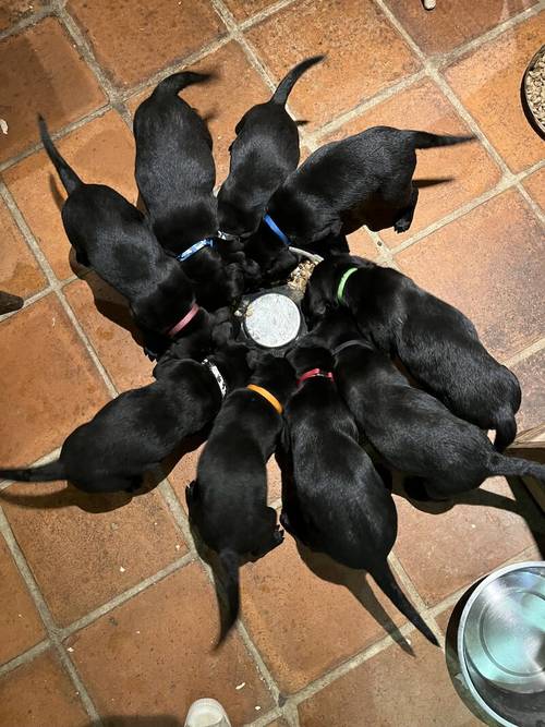 Cracking working/family Labrador pups for sale in Stowmarket, Suffolk - Image 5