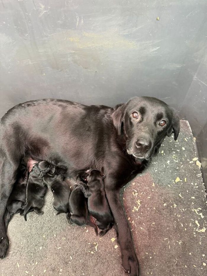 Labrador Retriever puppies for sale in Southampton, Hampshire – KC registered, 1 week old