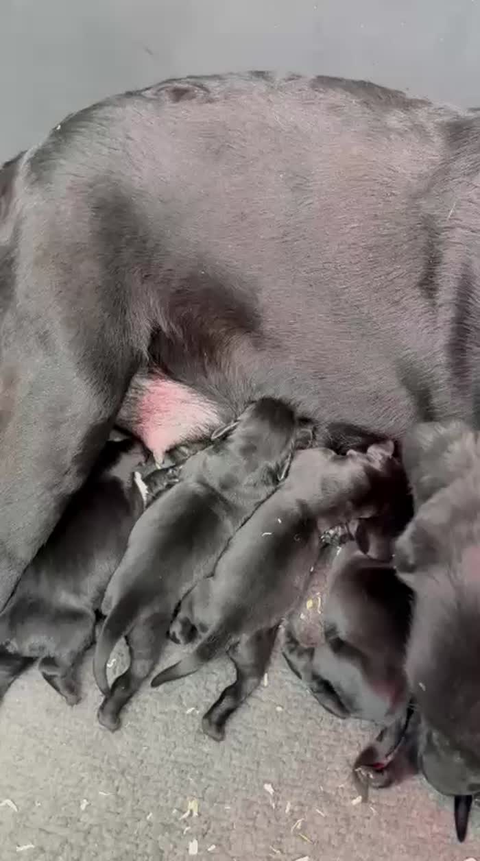 Labrador Retriever puppies for sale in Southampton, Hampshire – KC registered, 1 week old