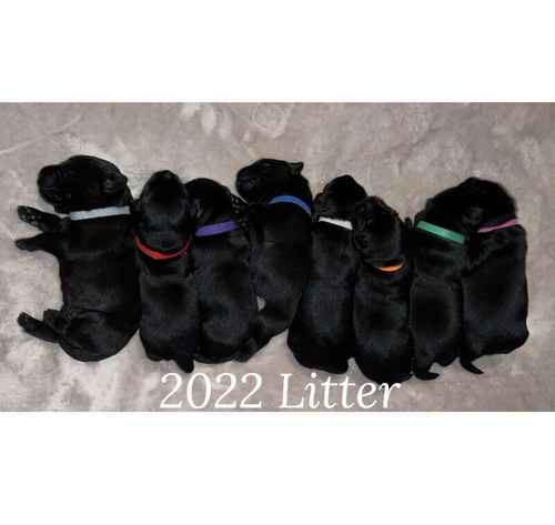 Beautiful Black, KC Registered, Labrador Puppies for sale in Arnold, Nottinghamshire