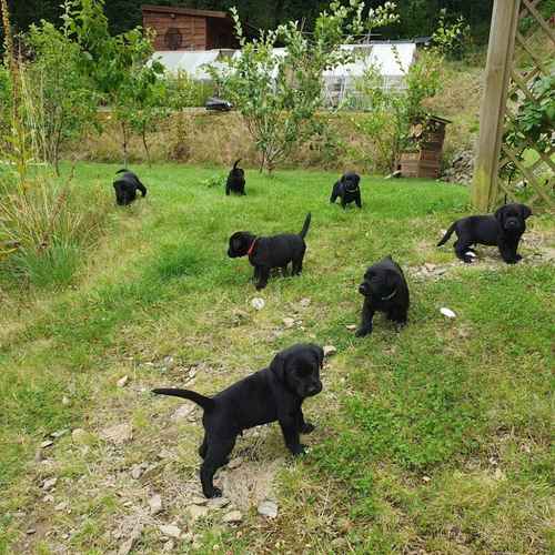 Beautiful Black KC Registered Labrador Puppies for sale in Cynwyl Elfed, Carmarthenshire