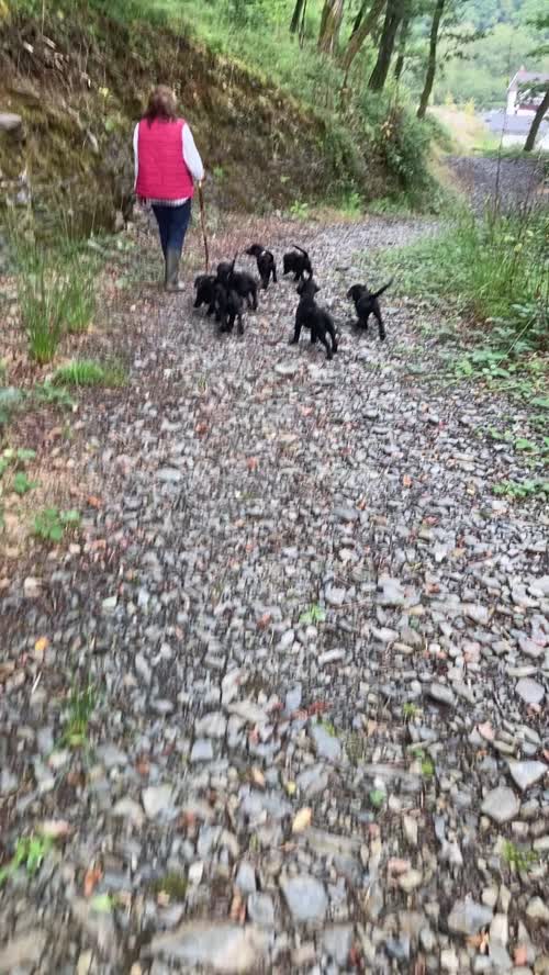 Beautiful Black KC Registered Labrador Puppies for sale in Cynwyl Elfed, Carmarthenshire