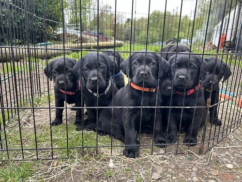 Last two Beautiful Black KC Registered Labradors for sale in Blackpool, Lancashire - Image 3