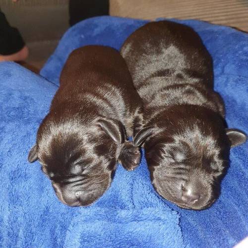 # ALL RESERVED #Beautiful black labrador puppies for sale in Tamworth, Staffordshire - Image 3
