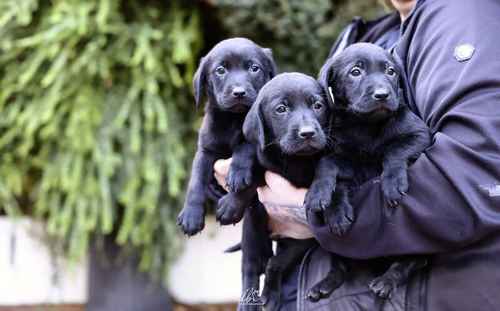 beautiful black Labrador puppies for sale in Birmingham, West Midlands
