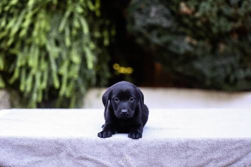 beautiful black Labrador puppies for sale in Birmingham, West Midlands - Image 2