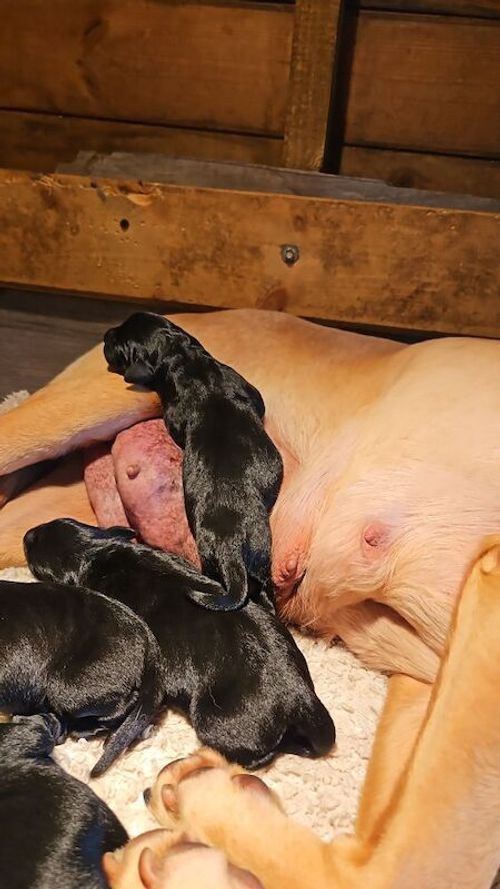 Beautiful black Labrador puppies for sale in Auchterarder, Perth and Kinross