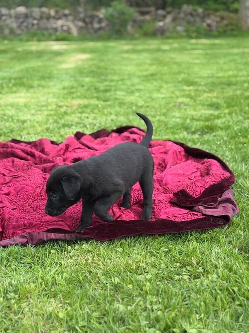 Beautiful Black Labrador Puppies for sale in Stirling and Falkirk