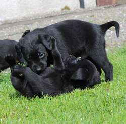Beautiful Black Labrador Puppies for sale in Stirling and Falkirk | Image 2