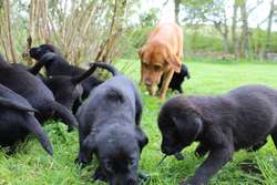 Beautiful Black Labrador Puppies for sale in Stirling and Falkirk | Image 3