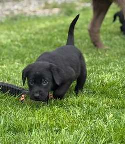 Beautiful Black Labrador Puppies for sale in Stirling and Falkirk | Image 4