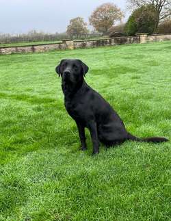 Beautiful Black Labrador Puppies due 10/12/24 for sale in Buckingham, Buckinghamshire | Image 2