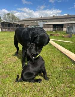 Beautiful Black Labrador Puppies due 10/12/24 for sale in Buckingham, Buckinghamshire | Image 3
