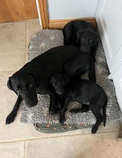 Beautiful Black Labrador Puppies due 10/12/24 for sale in Buckingham, Buckinghamshire | Image 4