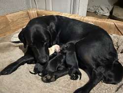 Beautiful Black Labrador Puppies for sale in Helston, Cornwall | Image 2
