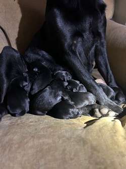 Beautiful Black Labrador Puppies for sale in Helston, Cornwall | Image 3