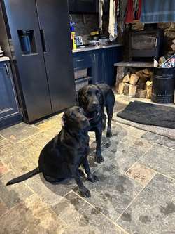 Beautiful Black Labrador Puppies for sale in Helston, Cornwall | Image 4