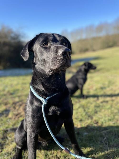 Due to Change in circumstances Last Black Dog puppy from fully health tested parents & raised in family home. for sale in Evesham, Worcestershire - Image 14
