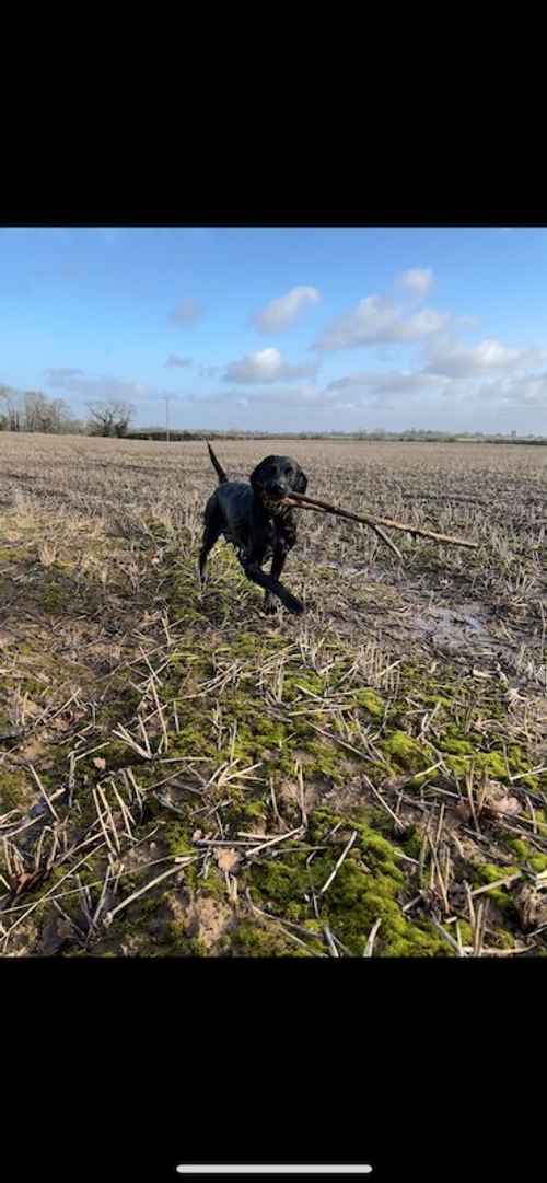 Beautiful Black Labradors for sale in Rossett, Wrexham