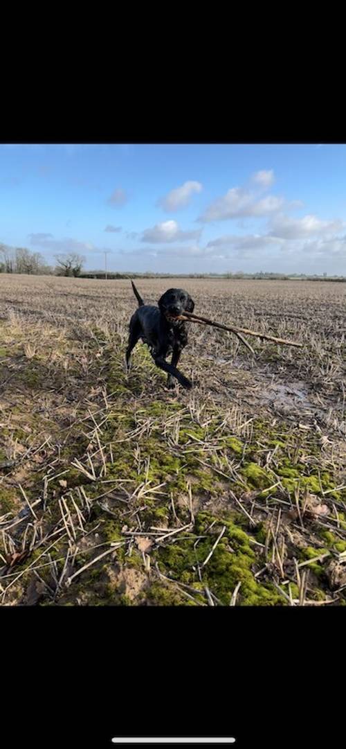 Beautiful Black Labradors for sale in Rossett, Wrexham - Image 1