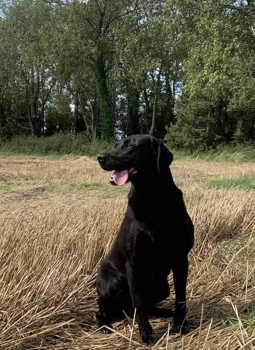 Beautiful Black Labradors for sale in Rossett, Wrexham - Image 2