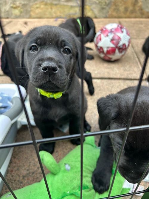 Beautiful black labradors for sale in Forres, Moray