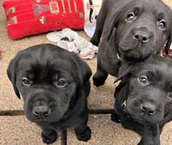 Beautiful black labradors for sale in Forres, Moray | Image 2