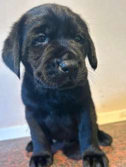 Beautiful black labradors for sale in Forres, Moray | Image 3