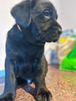 Beautiful black labradors for sale in Forres, Moray | Image 4