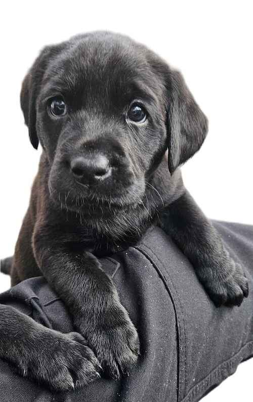 Beautiful Black Working Labrador Puppies With Kind Temperaments for sale in Chichester, West Sussex