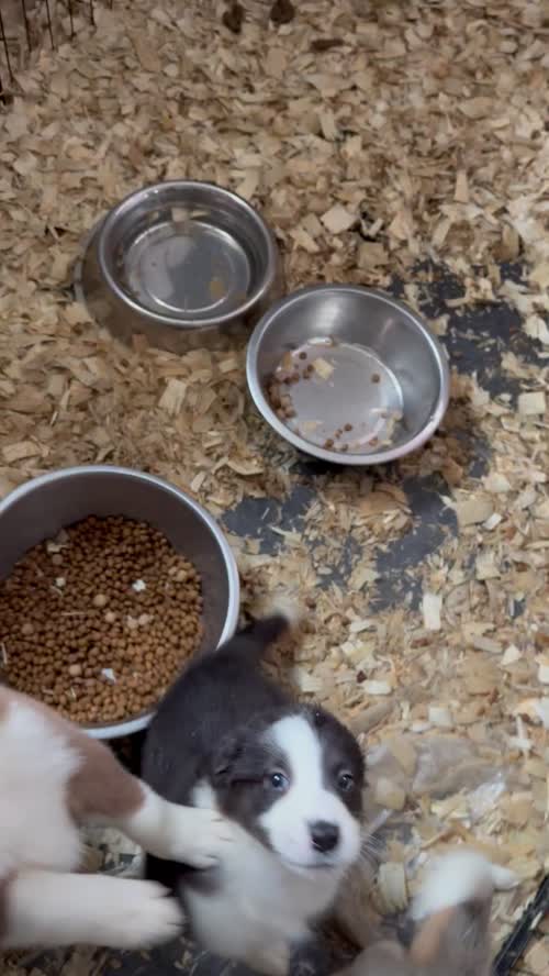 Beautiful Border collies for sale in Carmarthenshire