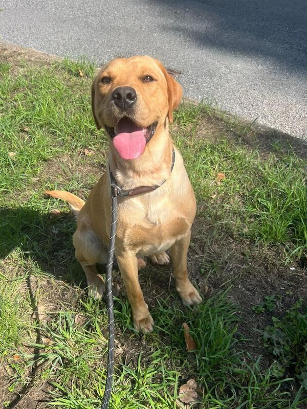 Beautiful Boy Needs his forever home