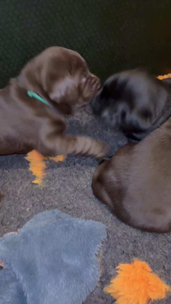 Labrador Retriever puppies for sale in Axminster, Devon – KC registered, 5 weeks old