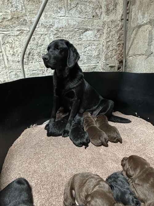Beautiful chocolate & black pups for sale in Inverurie, Aberdeenshire