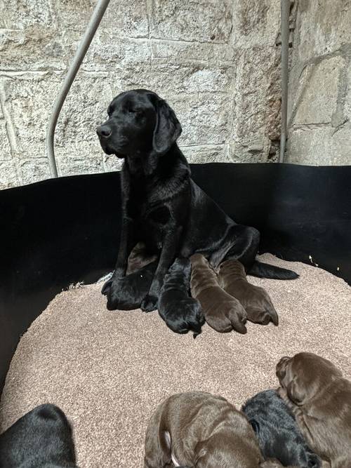 1 full vaccinated chunky black boy for sale in Inverurie, Aberdeenshire - Image 1