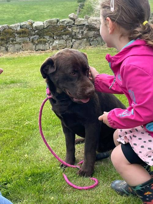 1 full vaccinated chunky black boy for sale in Inverurie, Aberdeenshire - Image 6