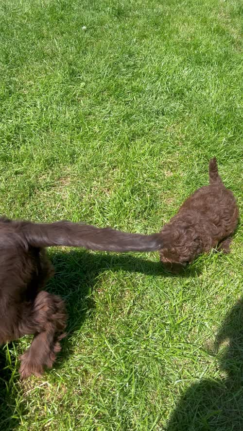 Beautiful Chocolate Cockapoo Puppies for sale in Goole, East Riding of Yorkshire