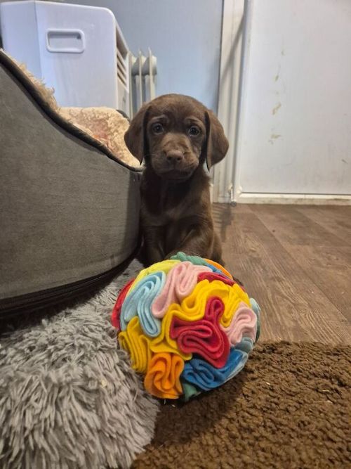 Beautiful Chocolate Labrador Male Puppy Ready 31st May for sale in Littleport, Cambridgeshire