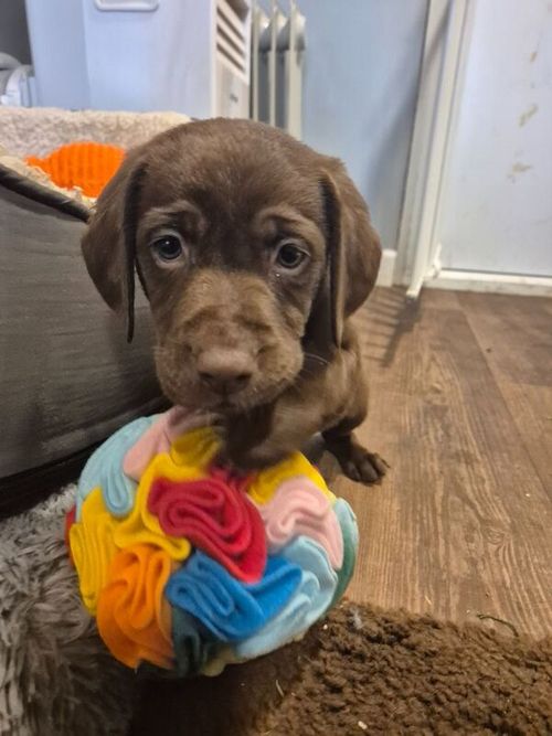 Stunning Chocolate Labrador Male Puppy Ready Now for sale in Littleport, Cambridgeshire